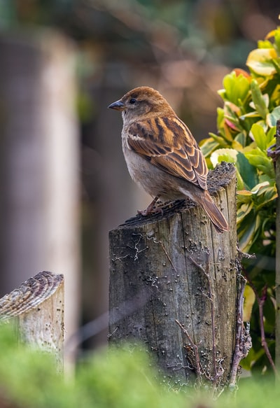 白天特写摄影时，植物附近树林中的棕色鸟